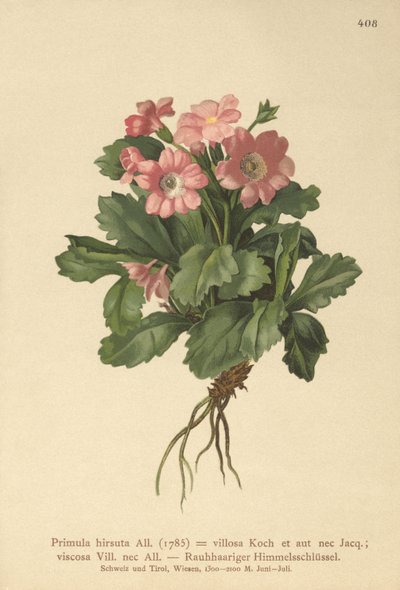Tüylü Primrose (Primula hirsuta) by German School