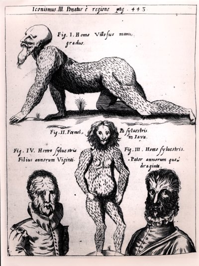 Kıllı adam ve Vahşi adam, Gaspar Schott