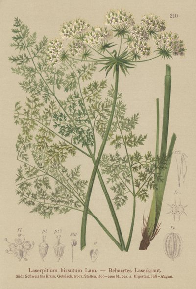 Hallers Sermountain (Laserpitium hirsutum, Laserpitium halleri, Laserpitium panax) by German School
