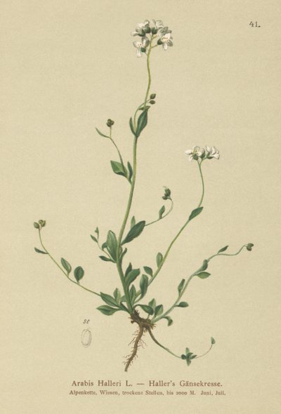 Hallers Wall-cress (Arabis Halleri) by German School