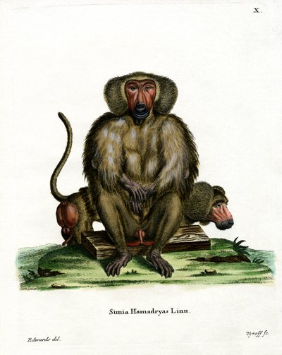 Hamadryas Babun (renkli gravür) by German School