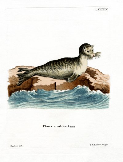 Harbour Seal (renkli gravür) by German School