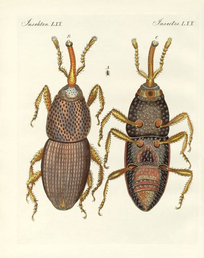Zararlı böcekler (renkli gravür) by German School