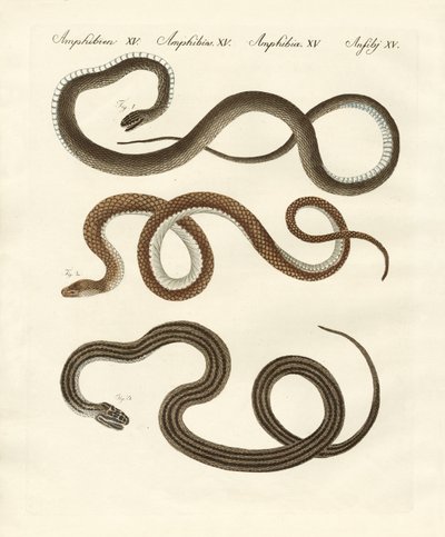 zararsız yılan by German School