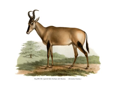 Hartebeest, 1860 by German School