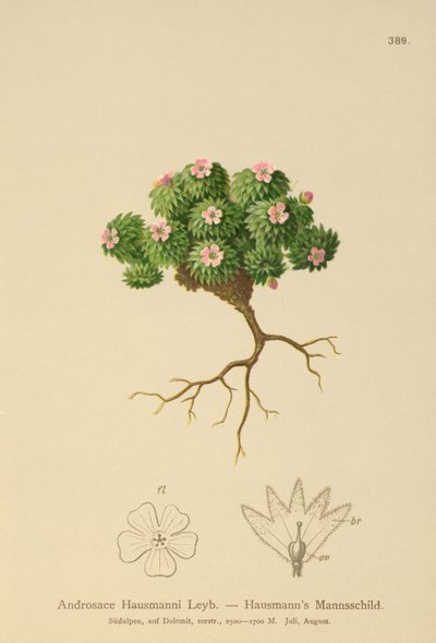 Hausmanns Kaya Yasemini (Androsace Hausmannii) by German School