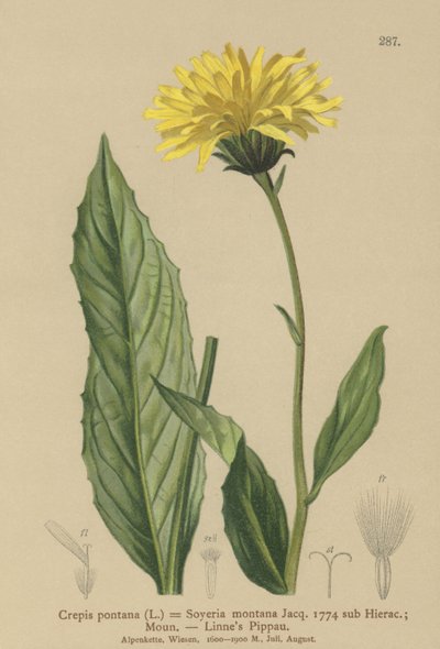 Şahin sakalı (Crepis bocconi, Crepis pontana, Crepis montana, Hieracium montanum, Soyeria montana) by German School