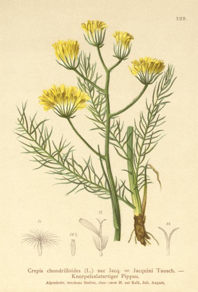 Şahinsakal (Crepis chondrilloides) by German School