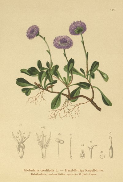 Kalp yapraklı Küre Papatya (Globularia cordifolia) by German School