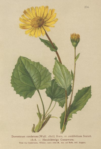 Kalp yapraklı Leopar Bane (Doronicum cordatum, Doronicum cordifolium, Aronicum cordatum) by German School