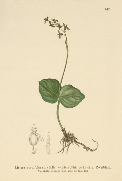 Kalp yapraklı Twayblade (Listera cordata, Listera cordifolia, Neottia cordata) by German School