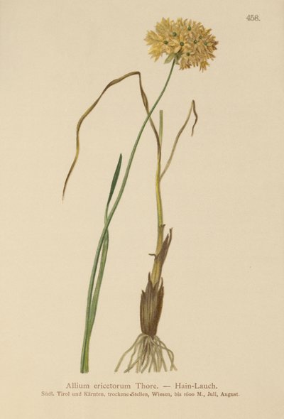 Heath Sarımsak (Allium ericetorum, Allium ambiguum, Allium graminifolium) by German School