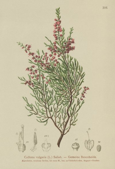 Heather (Calluna vulgaris) by German School