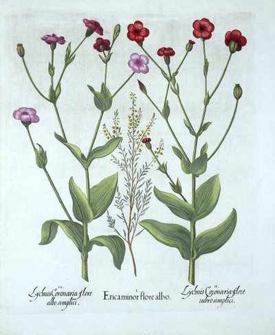 Heather ve Two Kinds of Lychnis, from Hortus Eystettensis, Basil Besler (1561-1629), pub. 1613 (el boyaması gravür) by German School