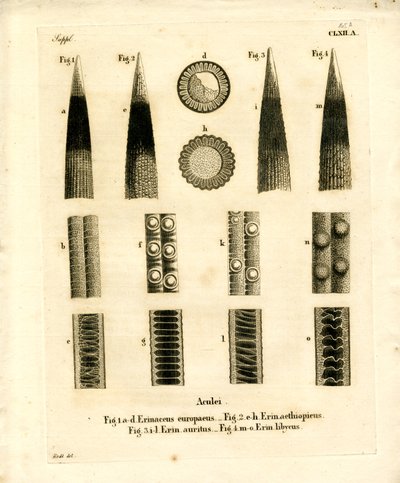 Kirpi Dikenleri (renkli gravür) by German School