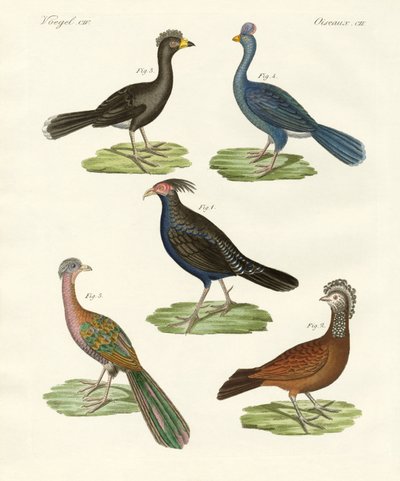 Sıcak ülkelerin tavuğa benzeyen kuşları (renkli gravür) by German School