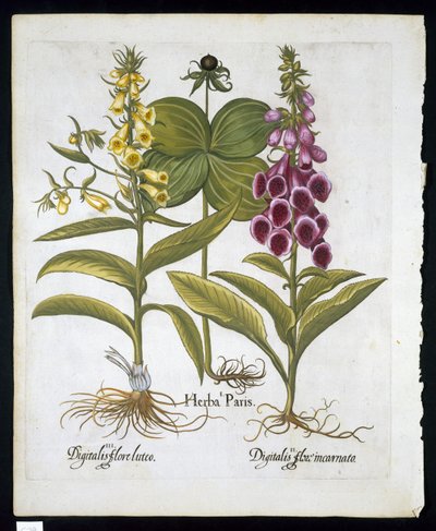Herb Paris (Solanum quadrifolium), Ortak Foxglove (Digitalis Purpurea) Hortus Eystettensis
