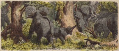 Bir Afrika ormanında fil sürüsü (renkli gravür) by German School