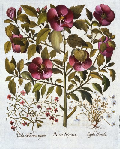 Hibiscus syriacus, Stinking Camomile ve Hortus Eystettensis