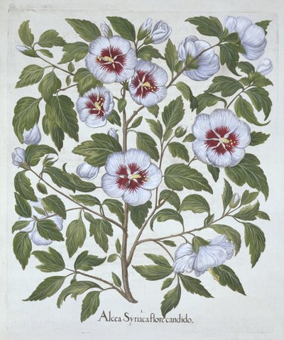Hibiscus syriacus, Hortus Eystettensis
