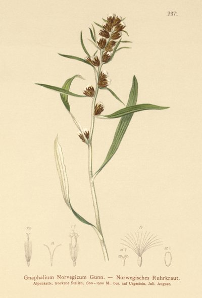 Yayla Cudweed (Gnaphalium norvegicum) by German School