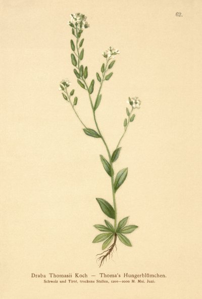 Ağarmış Whitlow-çim (Draba Thomasii) by German School