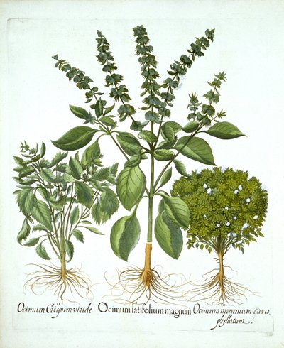 Kutsal Fesleğen ve Fesleğen