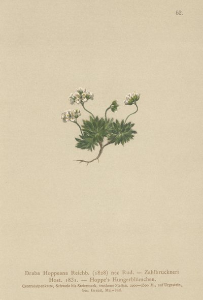 Hoppes Whitlow-ot (Draba Hoppeana, Draba Zahlbruckneri) by German School
