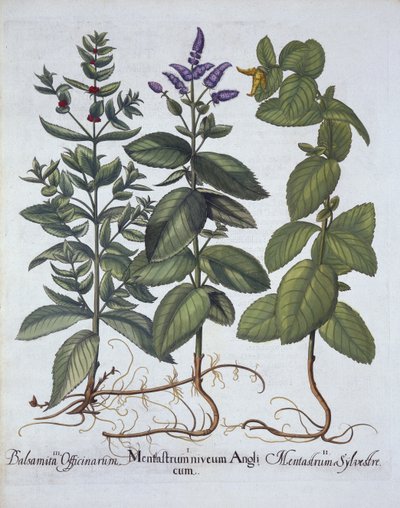 Horsemint and Spearmint, from Hortus Eystettensis, Basil Besler (1561-1629), pub. 1613 (el boyaması gravür) by German School