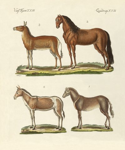 atlar ve eşekler by German School