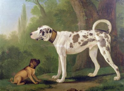 Tazı ve Teriyer by German School