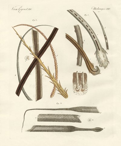 İnsan ve hayvan kılları by German School