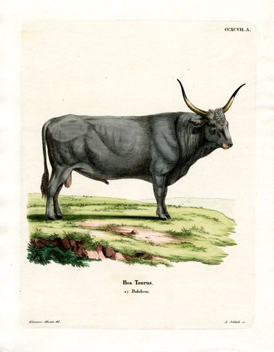 Macar Bozkır Sığırı (renkli gravür) by German School