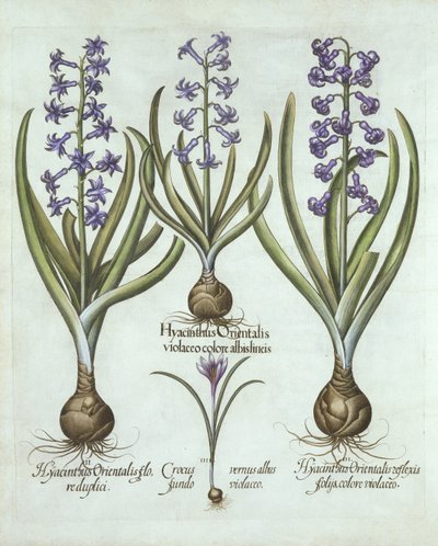 Hortus Eystettensis