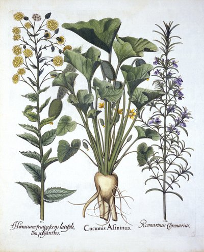 I Salatalık fışkırtma, ii Dar Yapraklı Hawkweed, iii Biberiye, Hortus Eystettensis