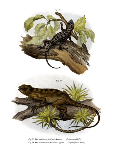 İguana (renkli taş) by German School