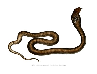Hint Kobrası (renkli taş) by German School