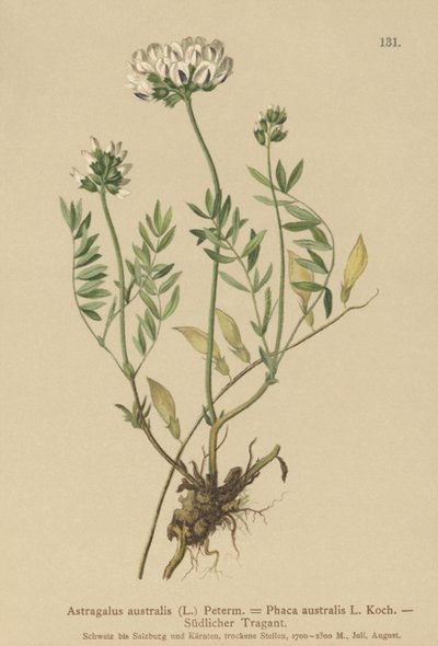 Hint Milkvetch (Astragalus australis, Astragalus aborginum, Phaca australis) by German School