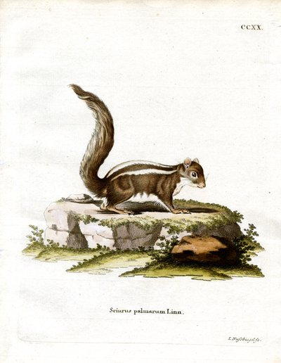 Hint Palmiye Sincabı (renkli gravür) by German School