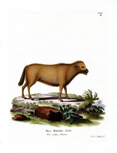 Hint Mandası (renkli gravür) by German School