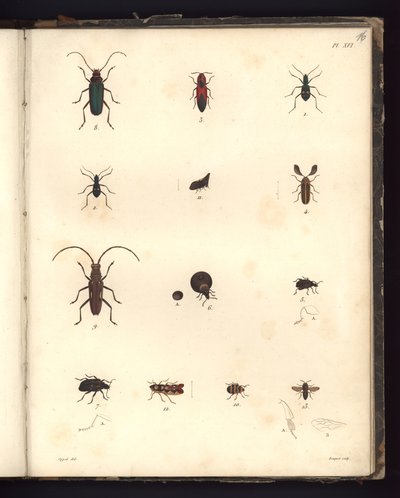 Insecta, Pl. XVI, Atlantik Okyanusu