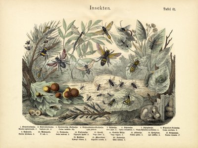 Böcekler, c.1860 by German School