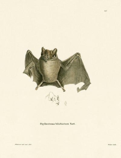 Ipanema Bat (renkli gravür) by German School