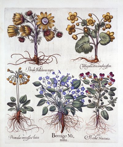 Ipheion Rolf Fiedler Spring Starflower, Marsh Marigold, Pseudo Helleborus, Viola Tricolor ve Cowslip, Hortus Eystettensis