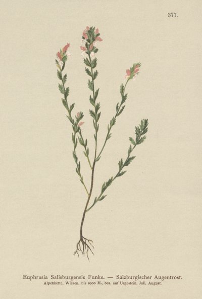 İrlanda Eyebright (Euphrasia Salisburgensis) by German School