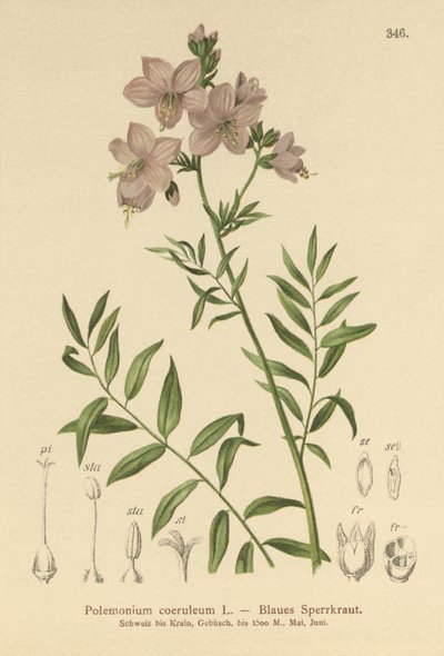 Jacobs Merdiveni (Polemonium coeruleum, Polemonium mavisi) by German School
