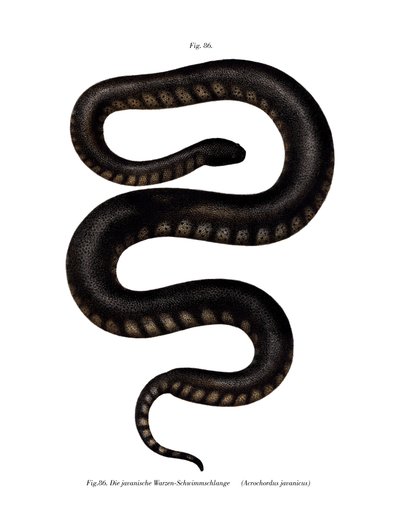 Javan File Snake (renkli taş) by German School