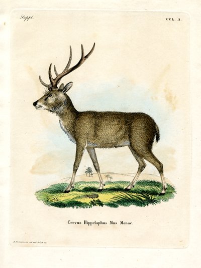 Javan Rusa (renkli gravür) by German School