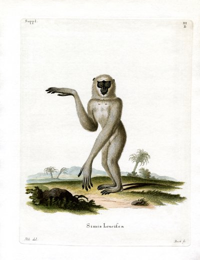 Javan Simli Gibbon (renkli gravür) by German School