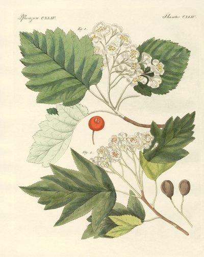 Alman ahşabı çeşitleri (renkli gravür) by German School